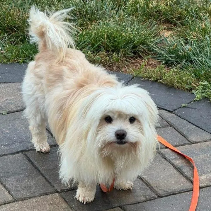 A senior small-sized male White / Cream Mixed Breed dog named Shaggy for adoption in Fredericksburg, VA