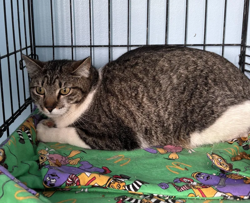 A young small-sized female Tabby (Brown / Chocolate) Domestic Short Hair cat named Tony for adoption in Deming, NM