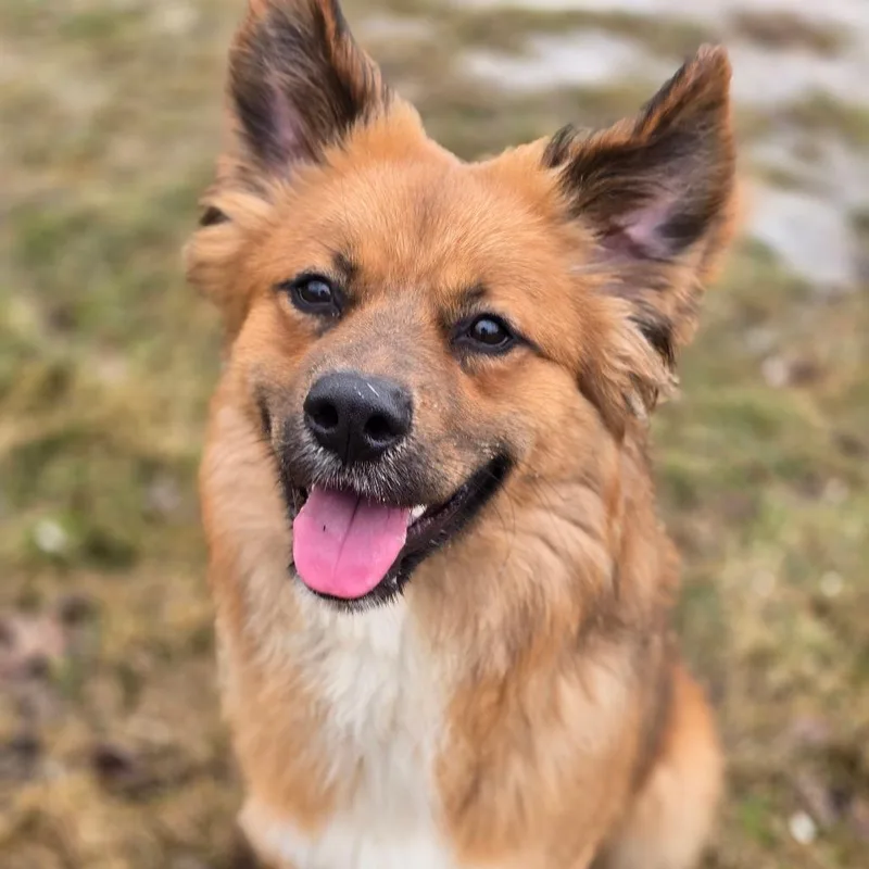 An adult medium-sized male Brown / Chocolate Mixed Breed dog named Storm for adoption in Escanaba, MI