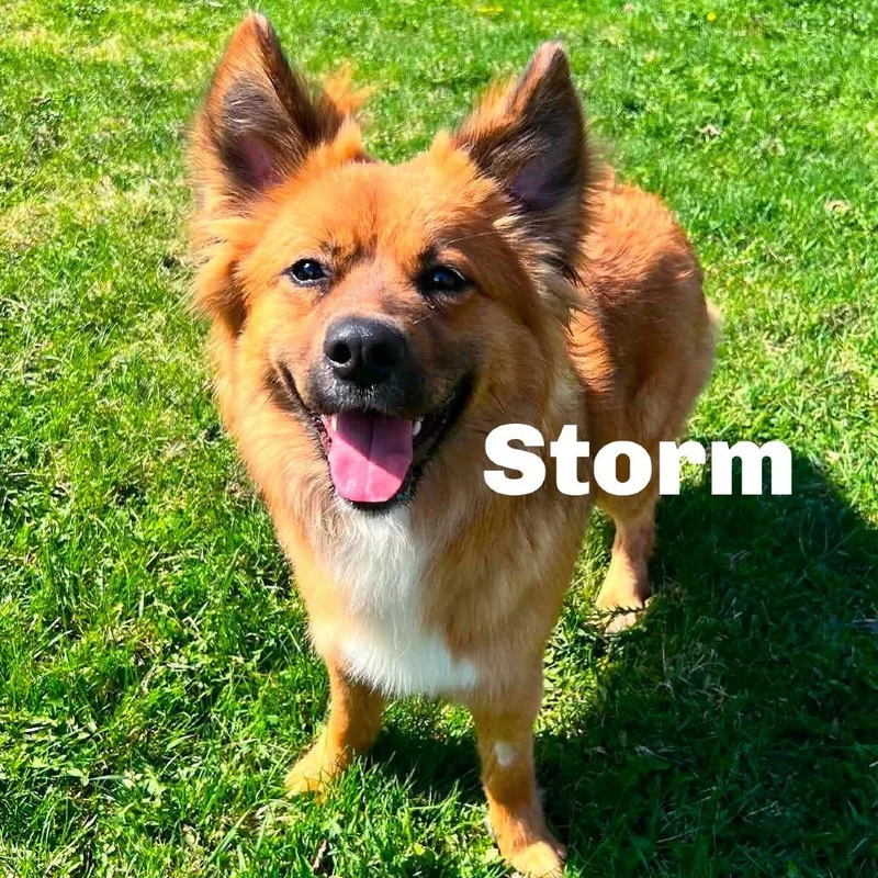 Storm thumbnail 2