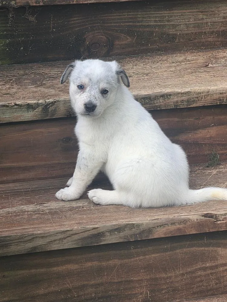A baby large-sized female Australian Shepherd dog named Diana for adoption in Brewster , NY