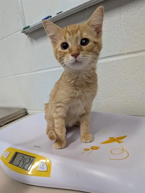A baby small-sized male Domestic Short Hair cat named A for adoption in Saint Peters, MO