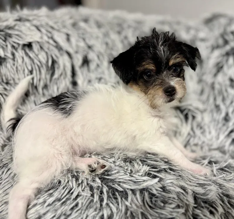 A baby small-sized female Yorkshire Terrier dog named Mirabella for adoption in Greenlawn, NY