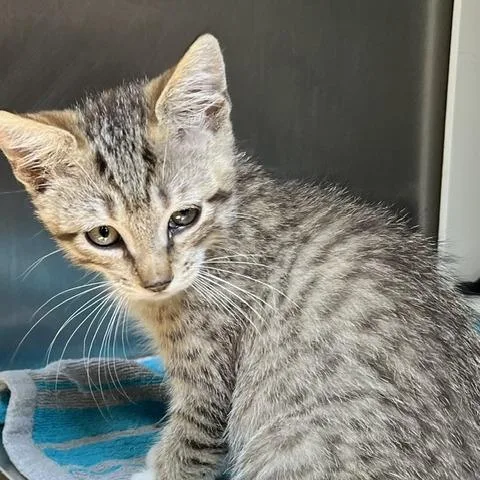A baby small-sized male Brown / Chocolate Domestic Short Hair cat named Groundhog for adoption in Baltimore, MD