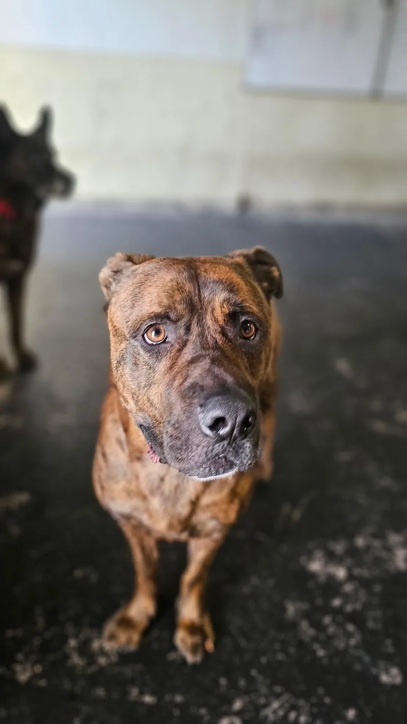 A young medium-sized male Mastiff dog named Rocky for adoption in Inglewood, CA