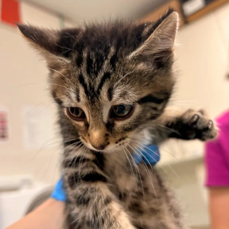 A baby small-sized female Brown / Chocolate Domestic Short Hair cat named Dublin for adoption in Woodinville, WA