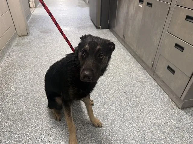 Max