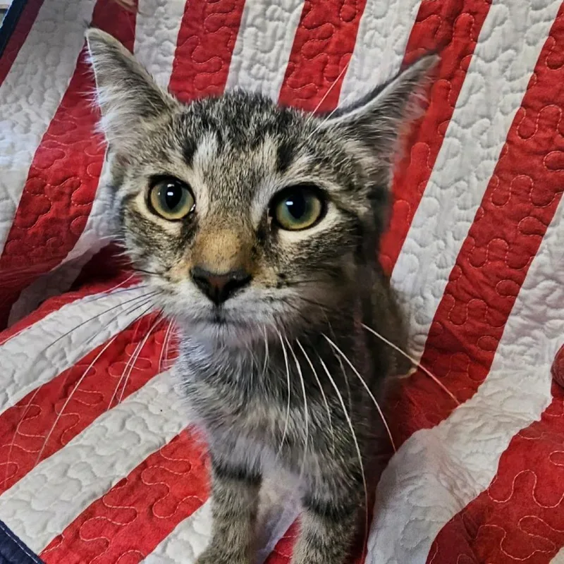 A baby small-sized female Black Domestic Short Hair cat named Shiloh for adoption in Columbus, NC