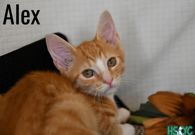 A baby medium-sized male Domestic Short Hair cat named Alex for adoption in Fort Mill, SC