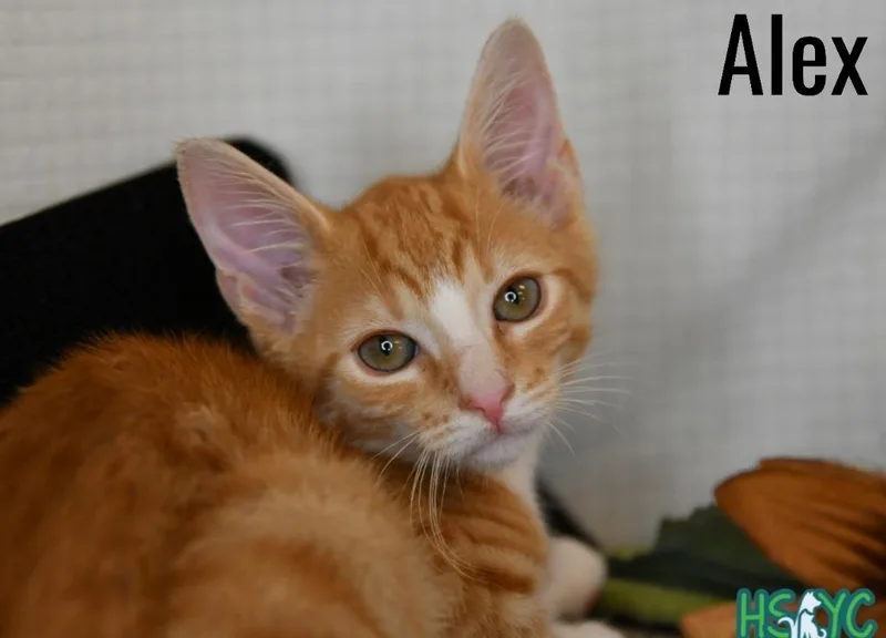 Alex thumbnail 2