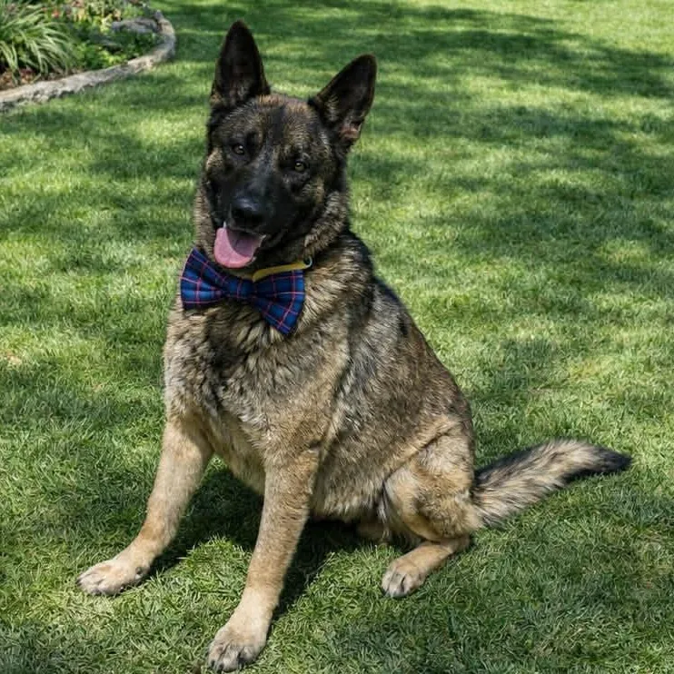 A young large-sized male Shepherd dog named Rambo Gs for adoption in Allen, TX