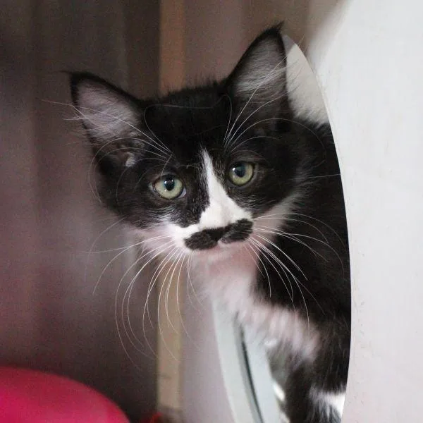 A baby small-sized female Domestic Short Hair cat named Harpo for adoption in Des Moines, IA
