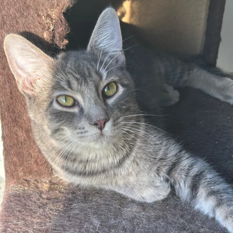 A young large-sized male Tabby (Gray / Blue / Silver) American Shorthair cat named Denver for adoption in LAMPASAS, TX