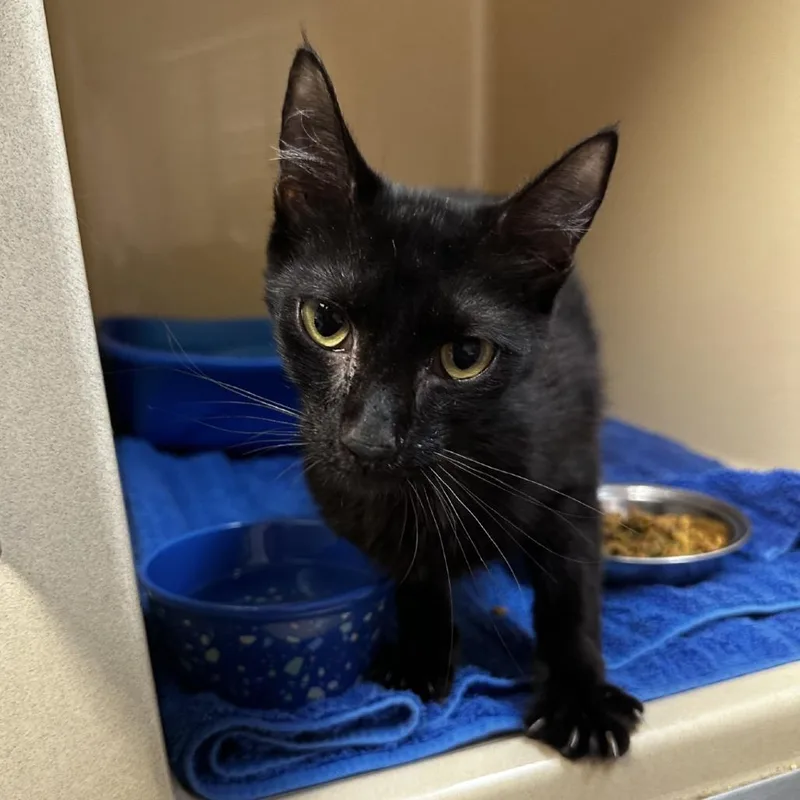 A young medium-sized female Black Domestic Short Hair cat named Gadget for adoption in Blue Ridge, GA