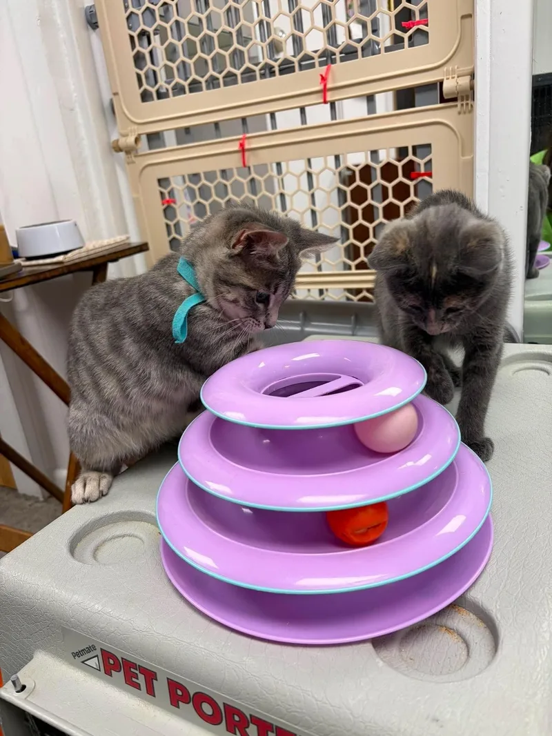A baby medium-sized male Tabby (Gray / Blue / Silver) Domestic Short Hair cat named Bobby Flay for adoption in Thurmont, MD