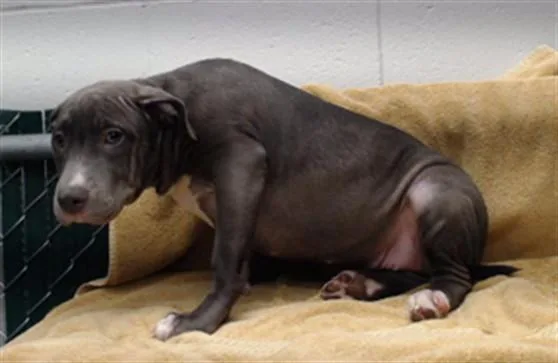 A baby medium-sized female Pit Bull Terrier dog named Pita for adoption in Downey, CA