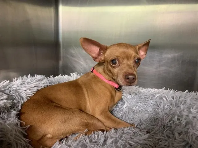 An adult small-sized female Chihuahua dog named Bee for adoption in Grand Prairie, TX