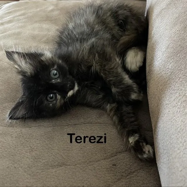 A baby small-sized female Domestic Short Hair cat named Terezi for adoption in Auburn, CA