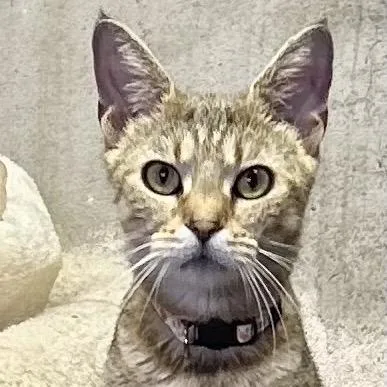A young small-sized female Orange / Red Domestic Short Hair cat named Autumn for adoption in Philadelphia, PA