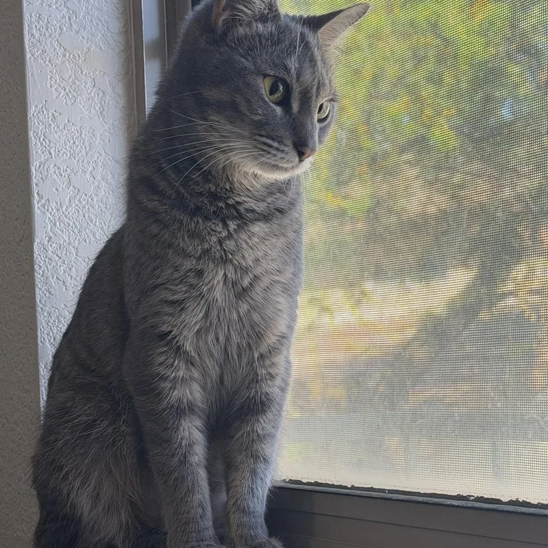 A young medium-sized female Gray / Blue / Silver Manx cat named Millie for adoption in Queen Creek, AZ