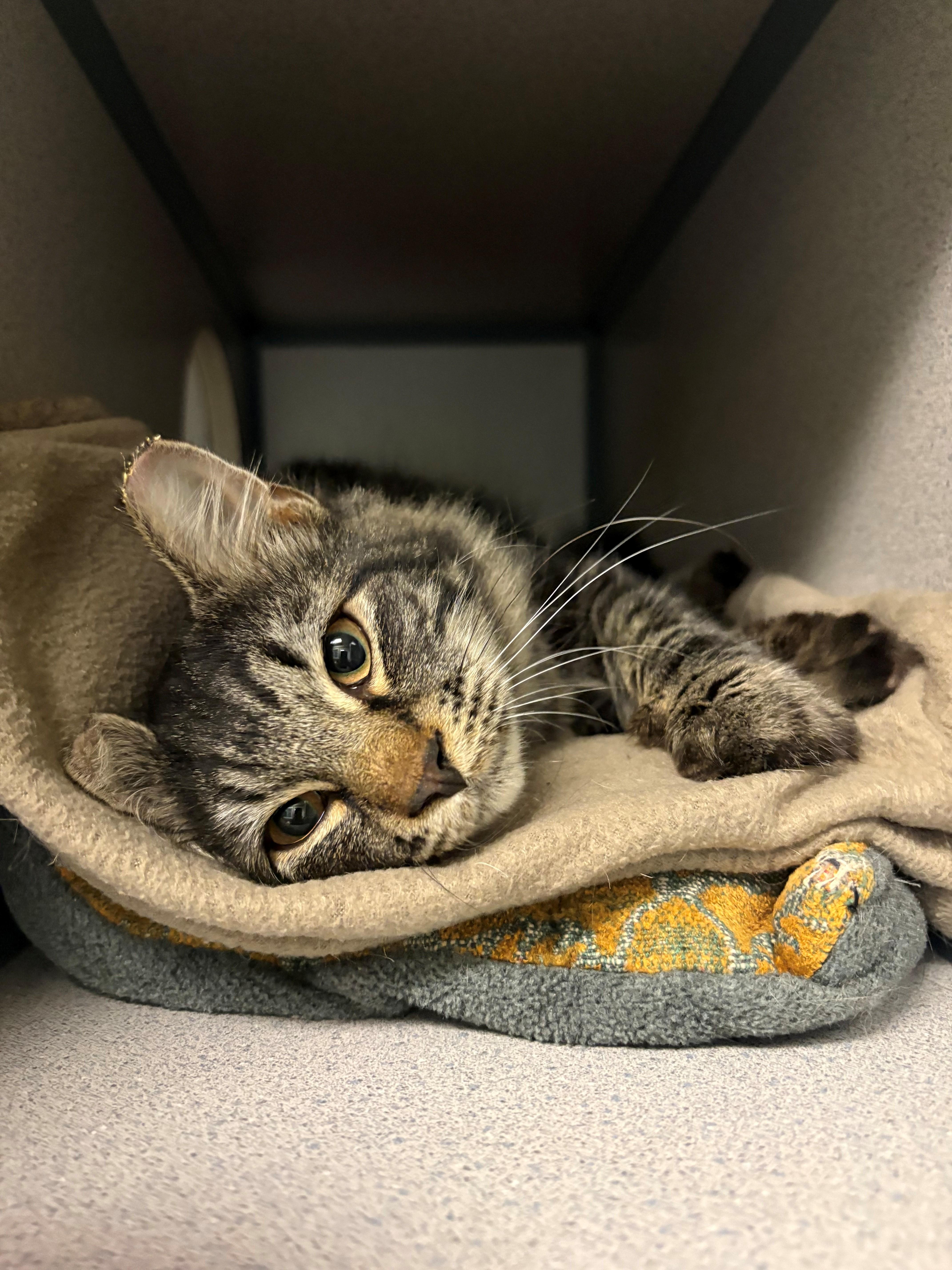 A young medium-sized male Domestic Long Hair cat named Gomez for adoption in Grass Valley, CA