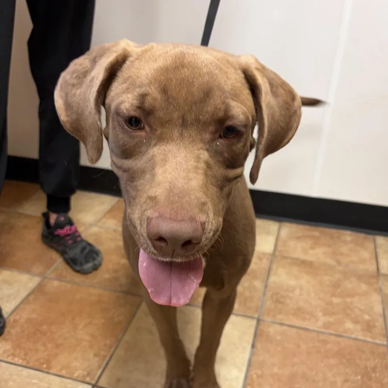 A young medium-sized male Chocolate Labrador Retriever dog named FWT Samson for adoption in Midland, TX