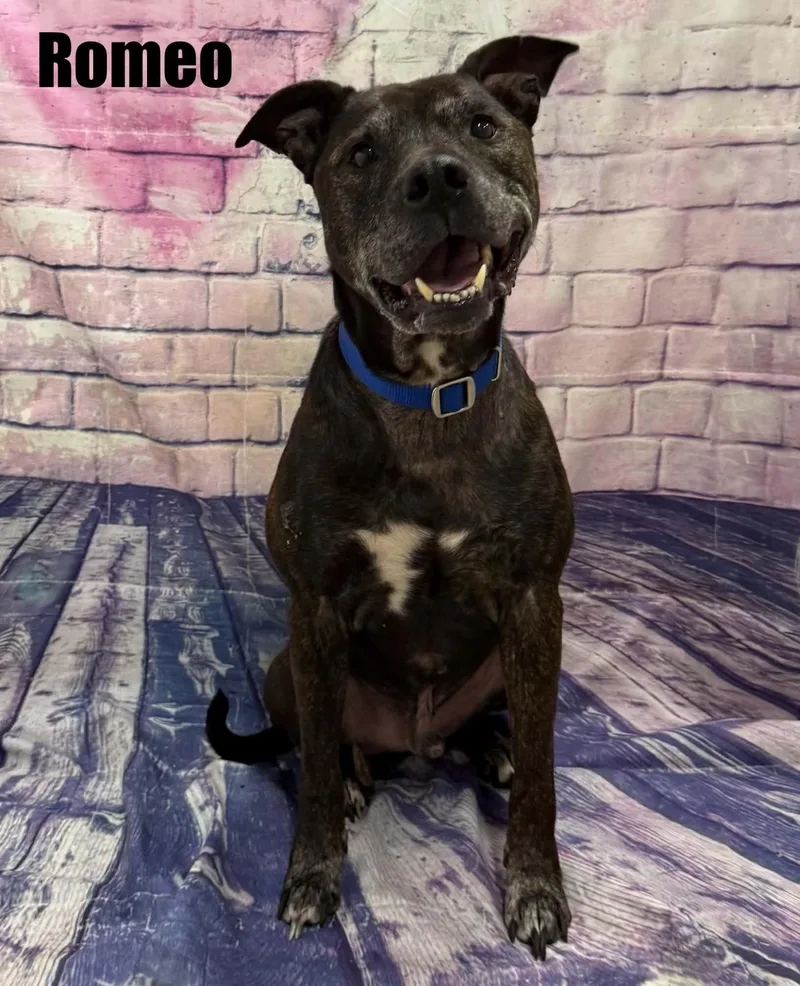 A senior large-sized male Mixed Breed dog named Romeo for adoption in Quincy, MI