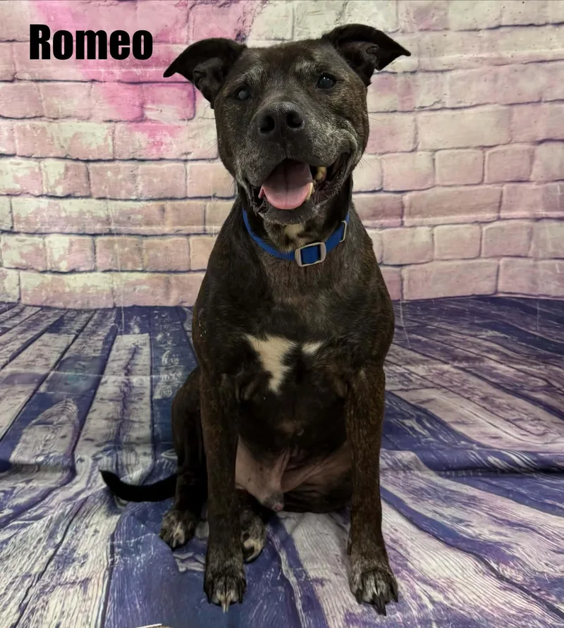 Romeo thumbnail 2