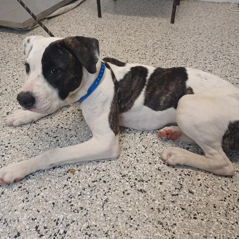 A young medium-sized male White / Cream Boxer dog named Lover Boy for adoption in Hattiesburg, MS