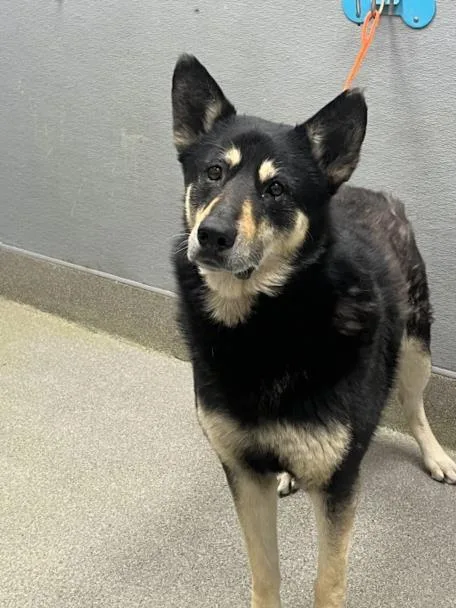 An adult large-sized male German Shepherd Dog dog named Ronaldo for adoption in Las Vegas, NV
