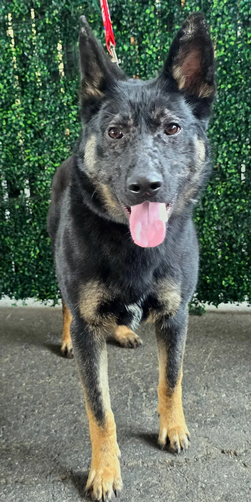 Maverick thumbnail 3