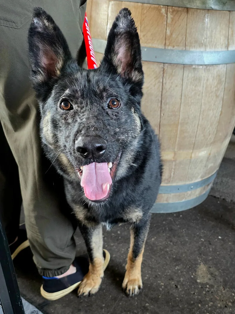 Maverick thumbnail 4