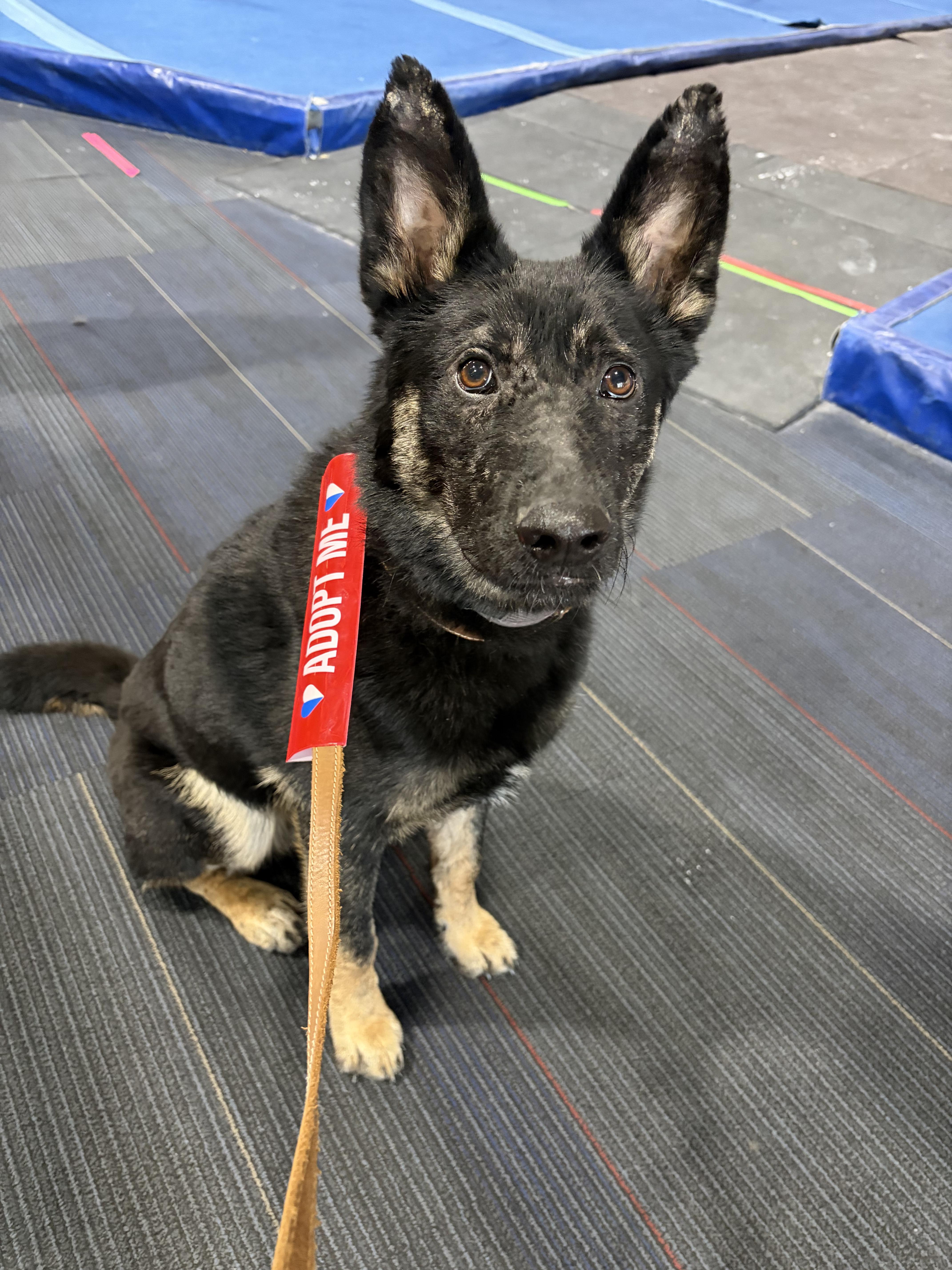 Maverick thumbnail 5