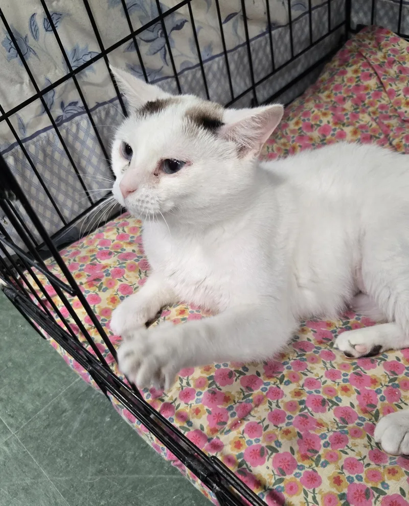 An adult medium-sized female Calico Domestic Short Hair cat named Cherry Cake for adoption in Mokena, IL