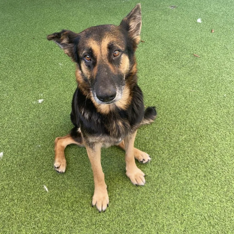 A senior large-sized female Black Mixed Breed dog named Linda for adoption in LOXAHATCHEE, FL