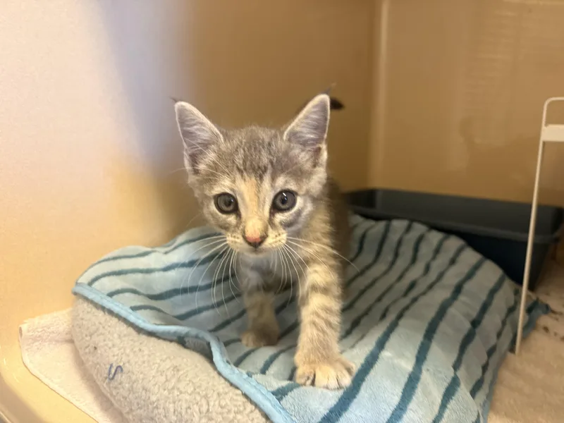 A young small-sized female Dilute Tortoiseshell Domestic Short Hair cat named Kaleidoscope for adoption in Hays, KS