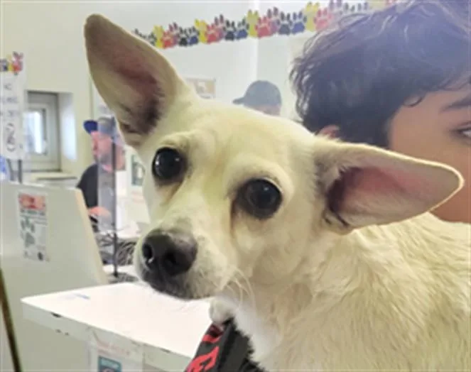 An adult small-sized female Dachshund dog named Flor for adoption in Los Angeles, CA