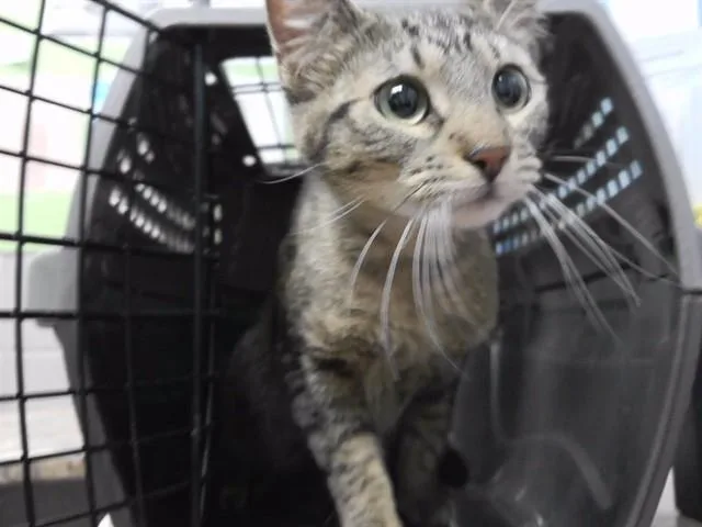 A young small-sized female Domestic Short Hair cat named Boston for adoption in Omaha, NE