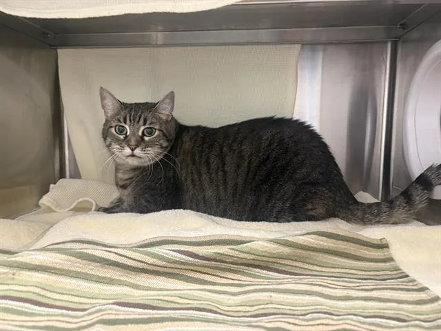 An adult large-sized female Domestic Short Hair cat named Scout for adoption in Auburn, CA