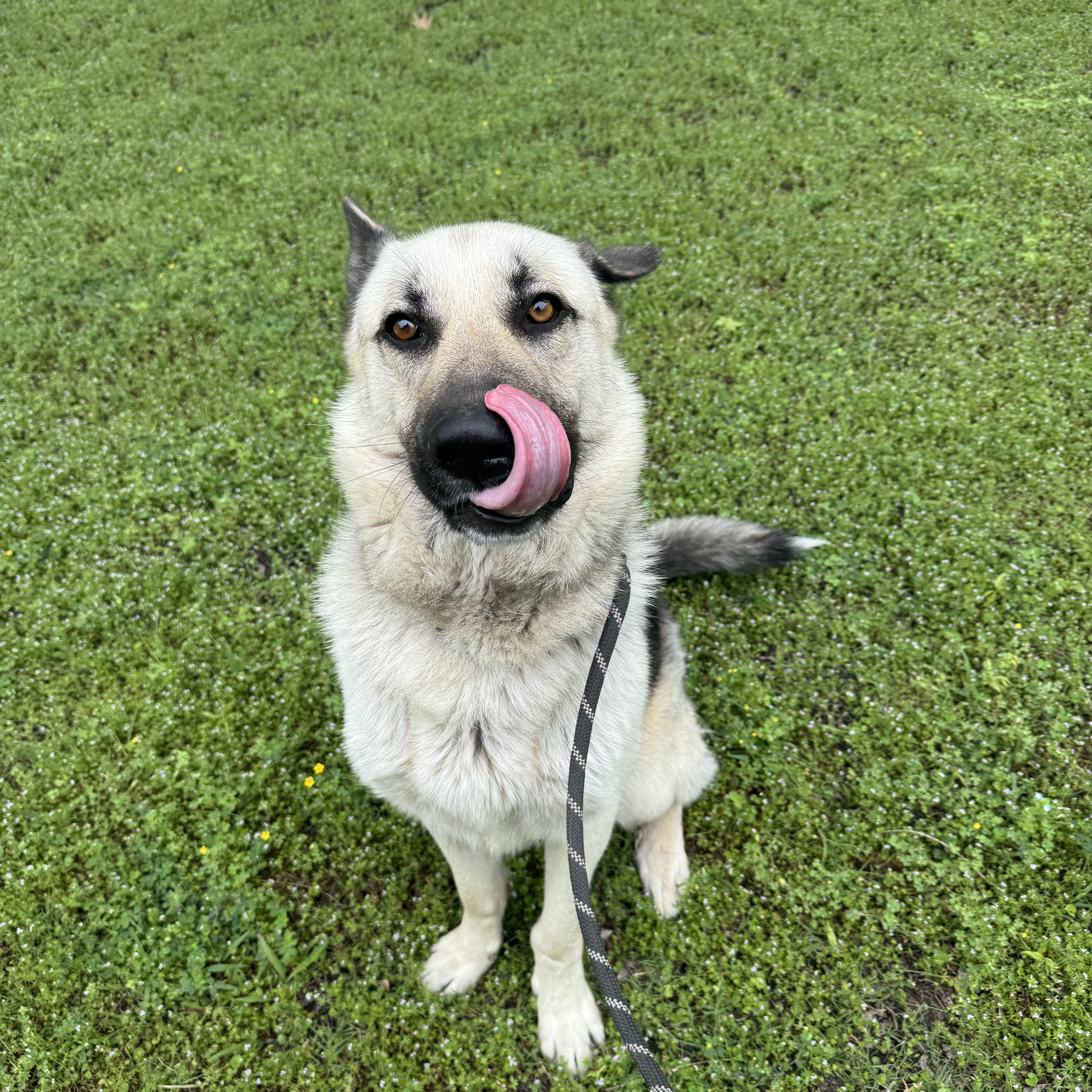 A young large-sized male Apricot / Beige German Shepherd Dog dog named Ol Roy for adoption in Sherman, TX