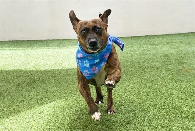 An adult medium-sized male Labrador Retriever dog named Brian for adoption in Fort Lauderdale, FL