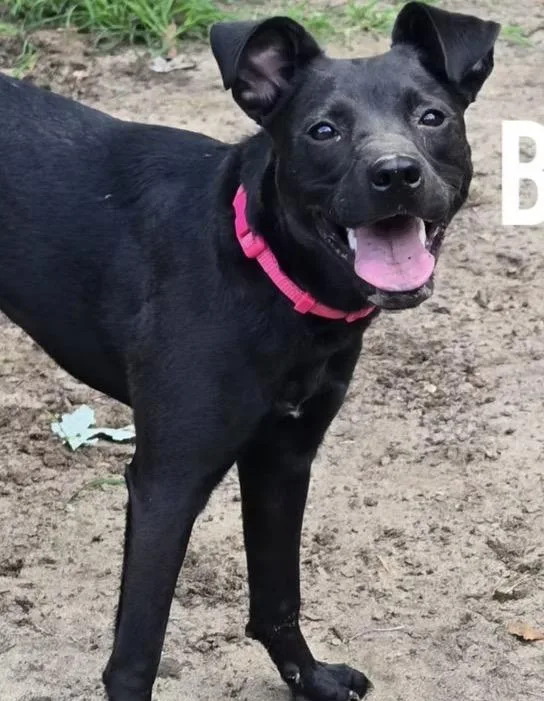 A young medium-sized female Black Labrador Retriever dog named Bonnie for adoption in Harrington, DE
