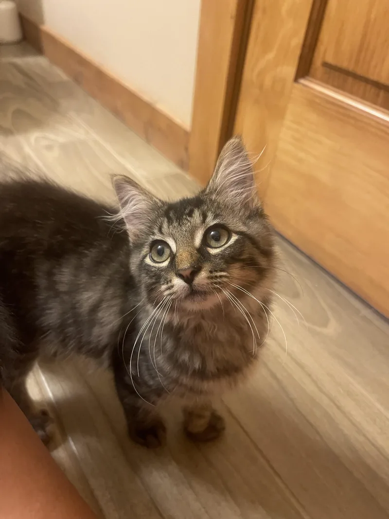 A baby medium-sized male Tabby cat named Swagger for adoption in Dayton, TN
