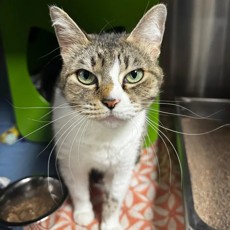 A young medium-sized female Brown / Chocolate Domestic Short Hair cat named Jo Jo for adoption in Brookfield, WI