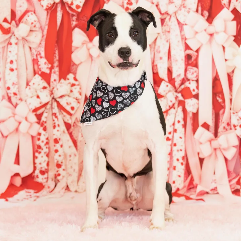 An adult medium-sized male White / Cream Pit Bull Terrier dog named Toad for adoption in Scottsdale, AZ