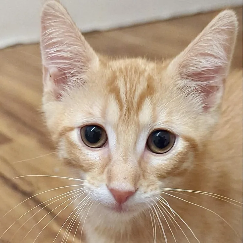 A baby small-sized male Orange / Red Domestic Short Hair cat named Benny & Jiminy for adoption in Denison, TX
