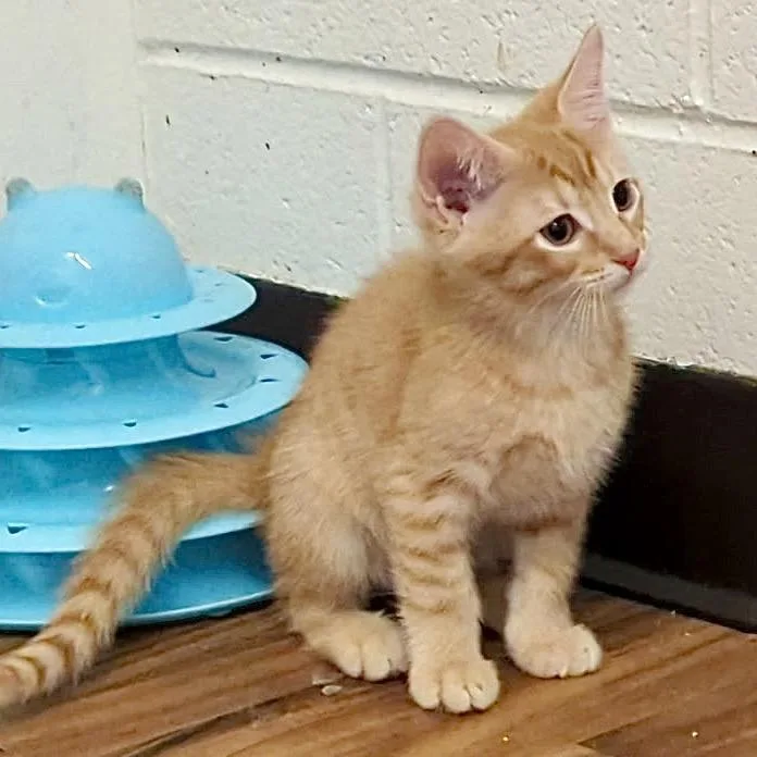 Benny & Jiminy thumbnail 2