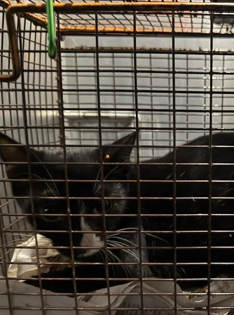 A young medium-sized female Domestic Short Hair cat named Mozzarella Stick for adoption in San Antonio, TX