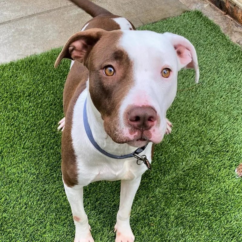 Briar Jane thumbnail 2