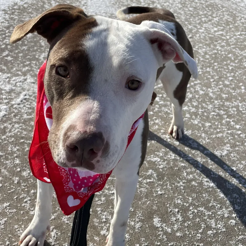 Briar Jane thumbnail 3